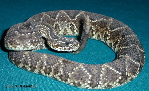 Crotalus durissus cumanensis