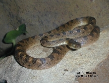 Leptodeira septentrionalis ornata