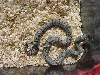 Alt speckled M 05