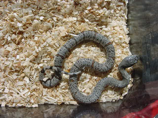 Alt speckled M 05