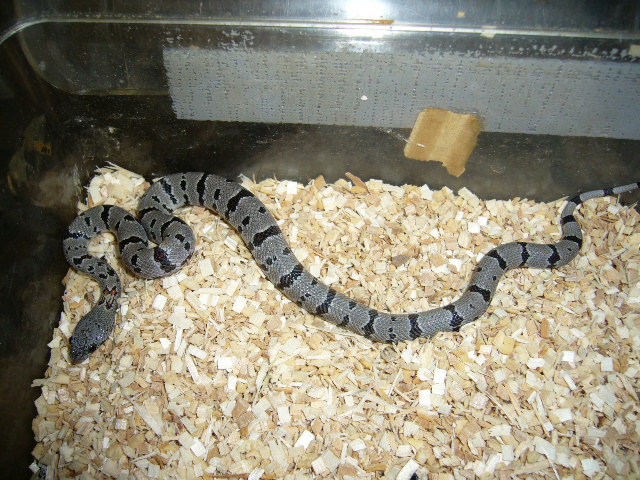 Male #3