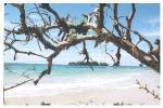 Bocas Beach