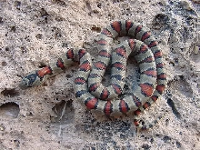 Male # 7 J2H