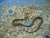 female green rat Box canyon