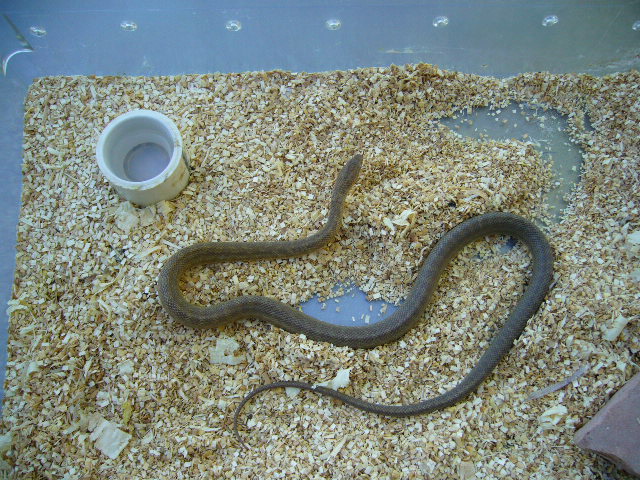 female green rat Box canyon