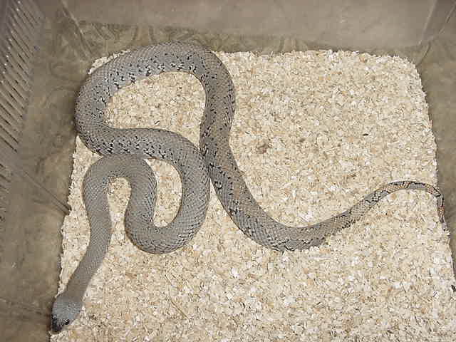 patternless blairs