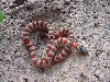 #2 hypo male greeri