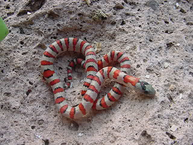 #2 hypo male greeri