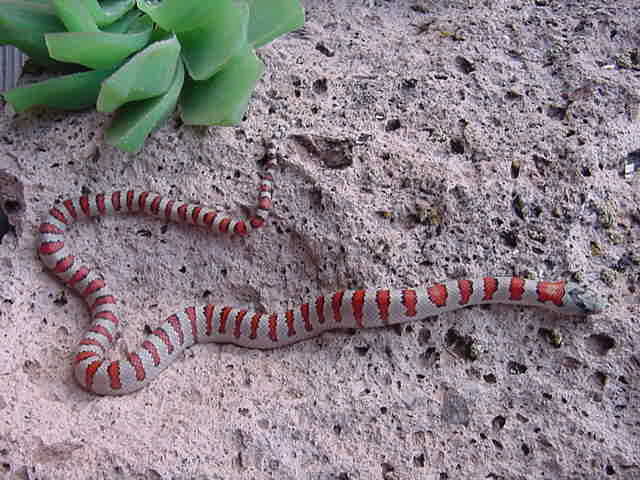 #3 hypo male greeri