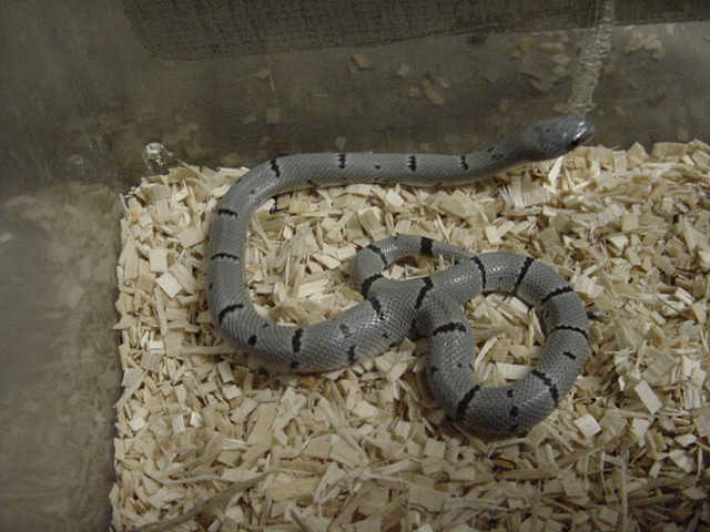 05 male pinner