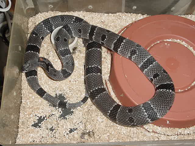 Male Juno