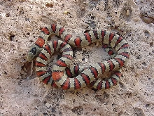 Male #1 J2E