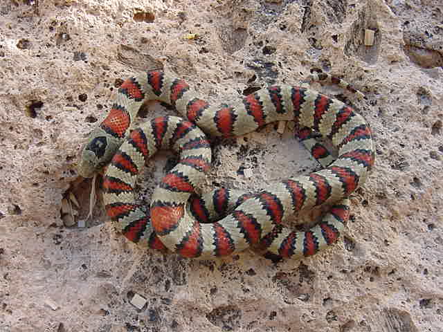 Male #1 J2E