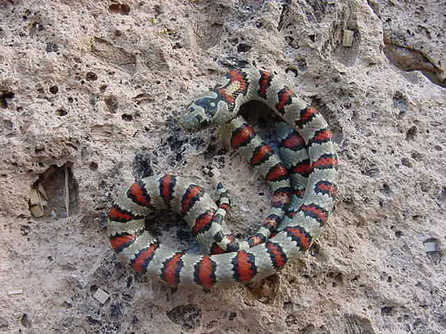 Male #4 J2H