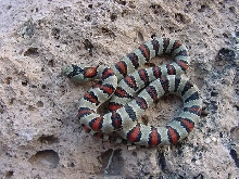 Male # 8 J2H