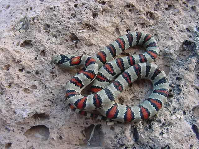 Male # 8 J2H