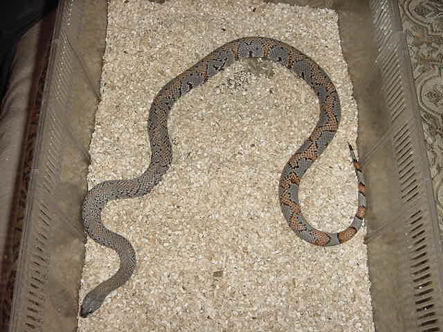 male zig zag blairs