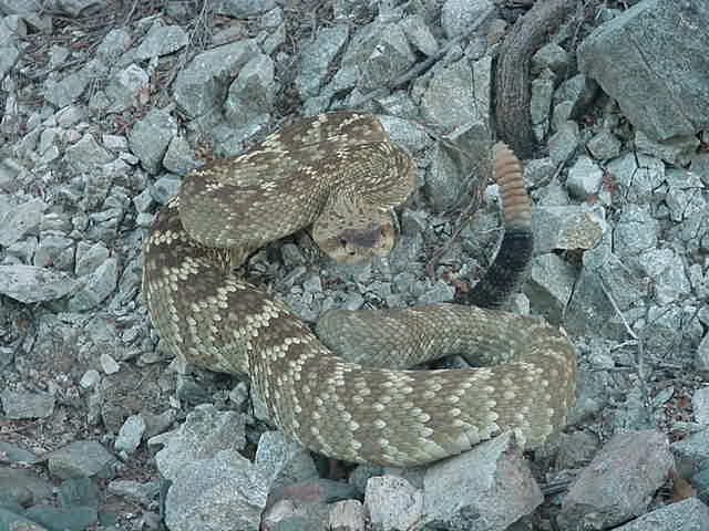 blacktail
