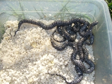 08 speckled alterna