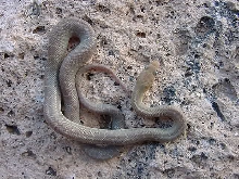 Male #1