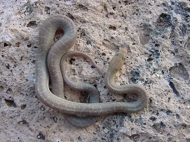 Male #1
