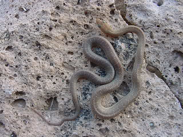 Rosalia Male #2