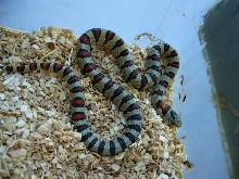 Male greeri #1