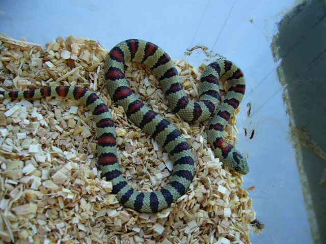Male greeri #1
