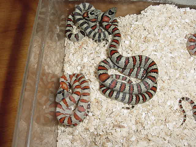 hypo and siblings