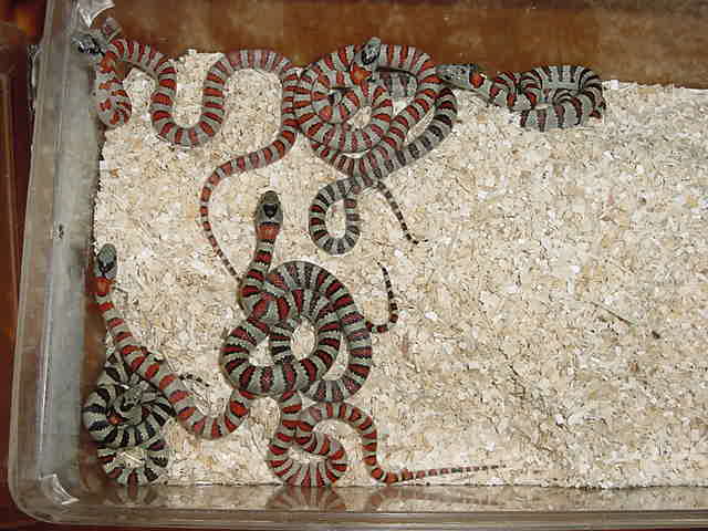 hypo clutch
