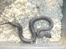 08 speckled alterna