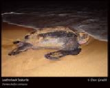 leatherback