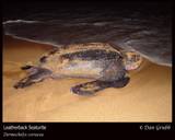 leatherback