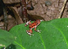 red frog