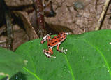 red frog