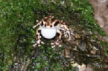 white morph