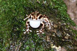 white morph