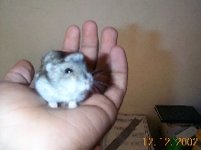 creasted dwarf hamster [NEW MUTATION]