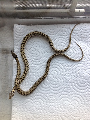 pastel het granite checkered babies