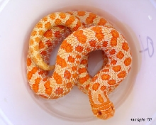 Hognose