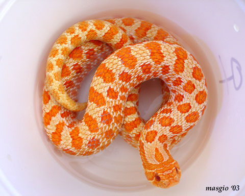 Hognose