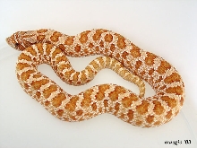 Hypo hog