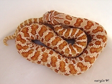 More hypo hog