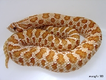 More hypo hog2