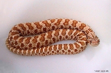 Hypo hognose
