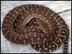 Bredli 5