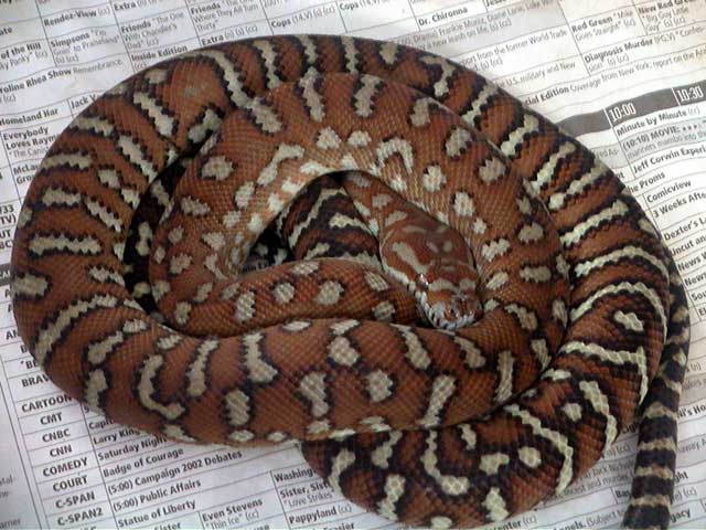 Bredli 5