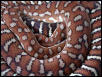 Bredli 6