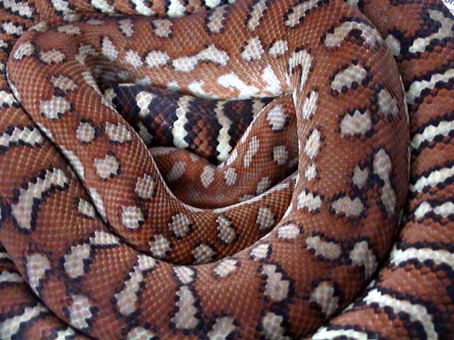 Bredli 6