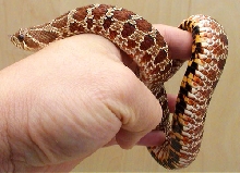 Het female
